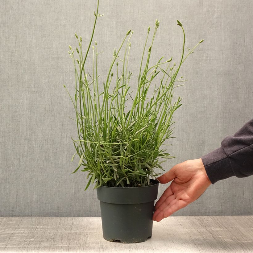 Amostra de Alfazema Sensational - Lavandula intermedia Vaso de 2 L/3 L tal como entregue no verão