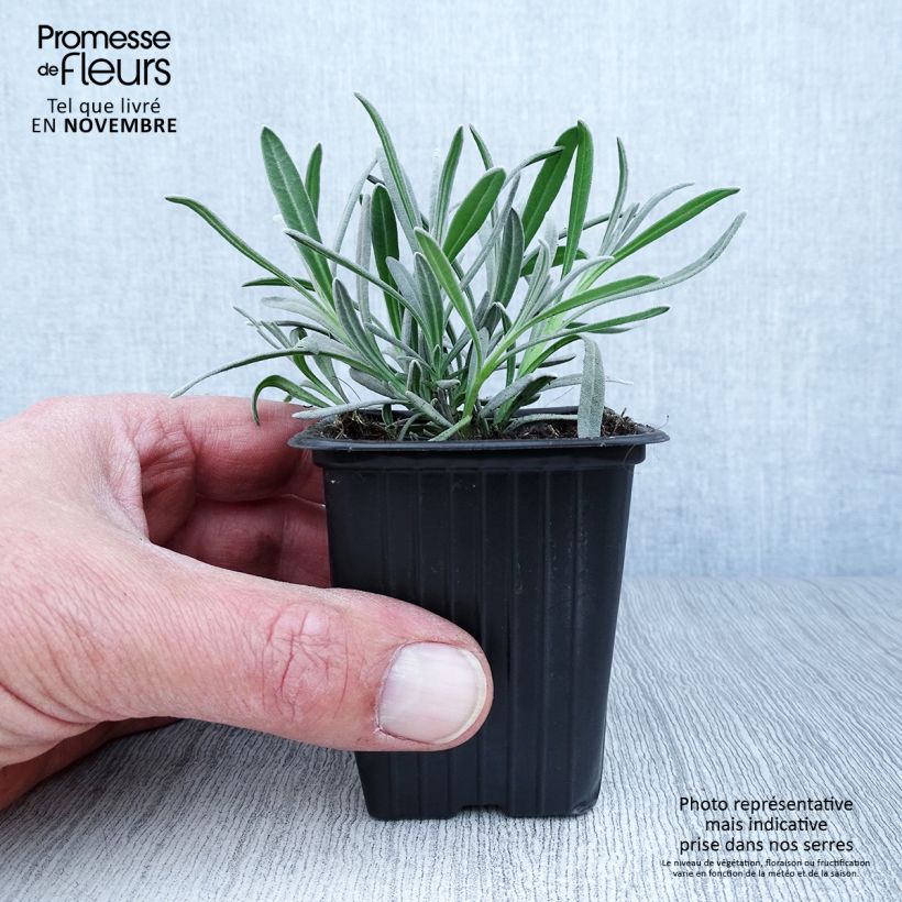 Amostra de Alfazema Alba - Lavandula angustifolia Vaso de 7/8 cm tal como entregue no outono