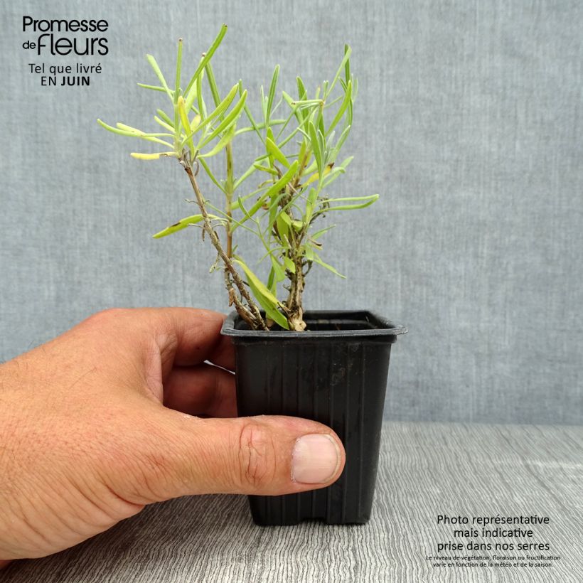 Amostra de Alfazema Alba - Lavandula angustifolia Vaso de 7/8 cm tal como entregue no verão