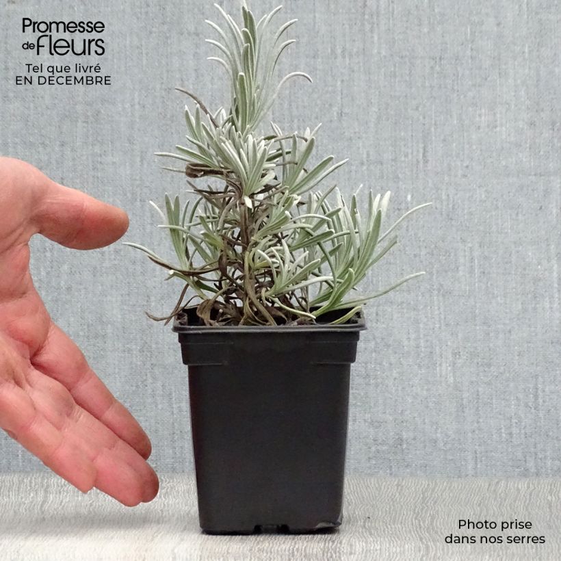 Amostra de Lavande vraie - Lavandula angustifolia Alba Vaso de 7/8 cm tal como entregue no inverno