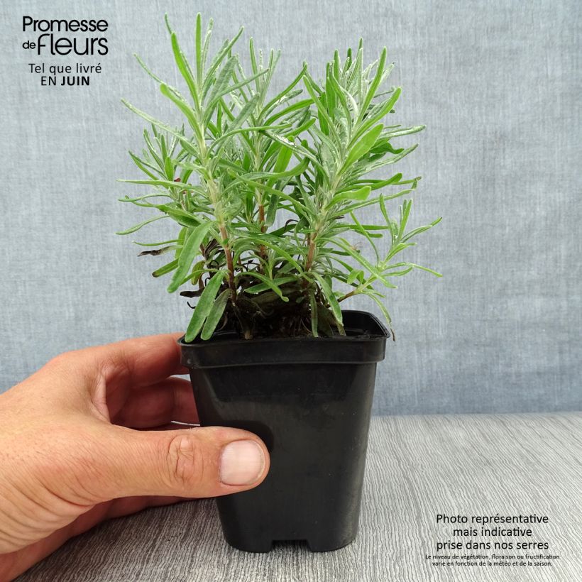 Amostra de Alfazema Dwarf Blue - Lavandula angustifolia Vaso de 8/9 cm tal como entregue no verão