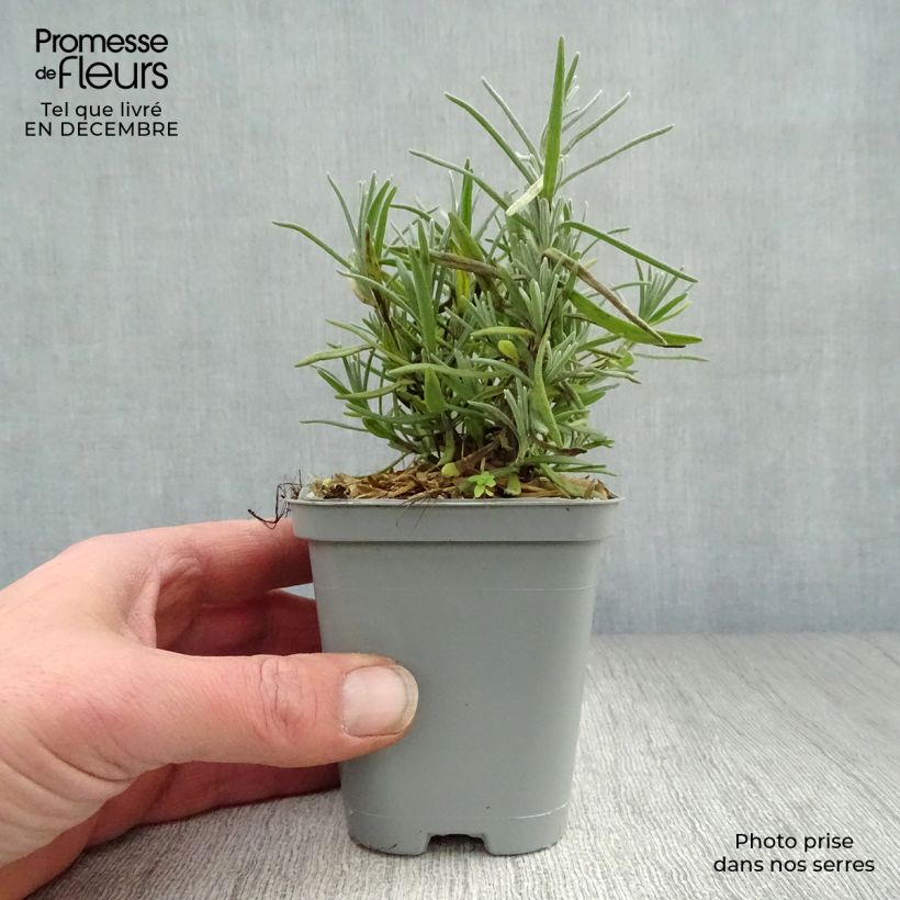 Amostra de Alfazema Dwarf Blue - Lavandula angustifolia Vaso de 8/9 cm tal como entregue no inverno