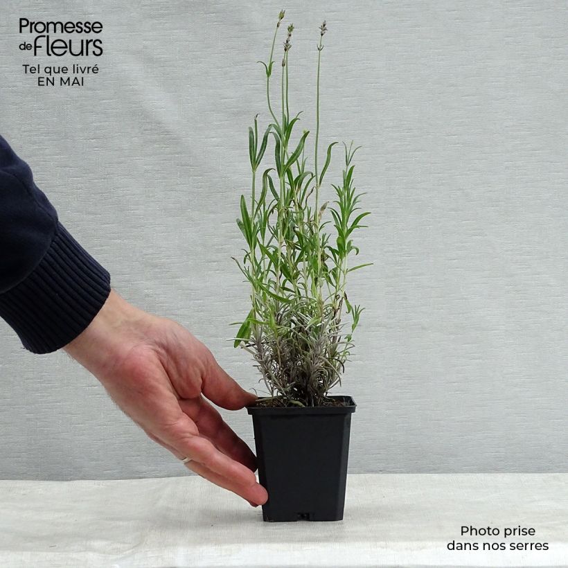 Amostra de Alfazema Dwarf Blue - Lavandula angustifolia Vaso de 8/9 cm tal como entregue na primavera