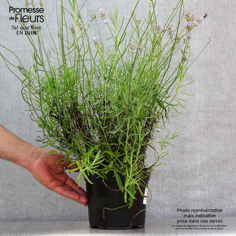 Amostra de Alfazema Dwarf Blue - Lavandula angustifolia Vaso de 2 L/3 L tal como entregue no verão