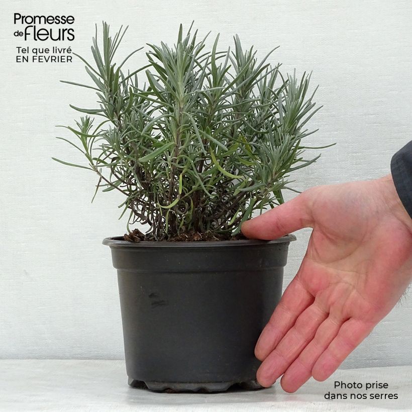 Amostra de Alfazema Dwarf Blue - Lavandula angustifolia Vaso de 2 L/3 L tal como entregue no inverno
