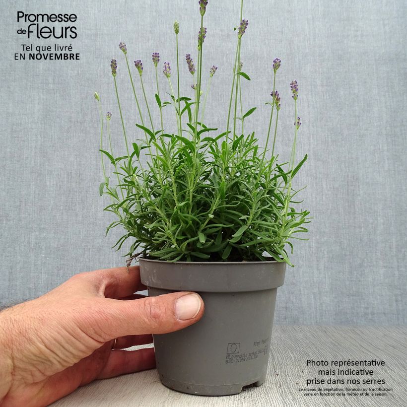 Amostra de Alfazema Hidcote - Lavandula angustifolia Vaso de 12 cm/13 cm tal como entregue no outono