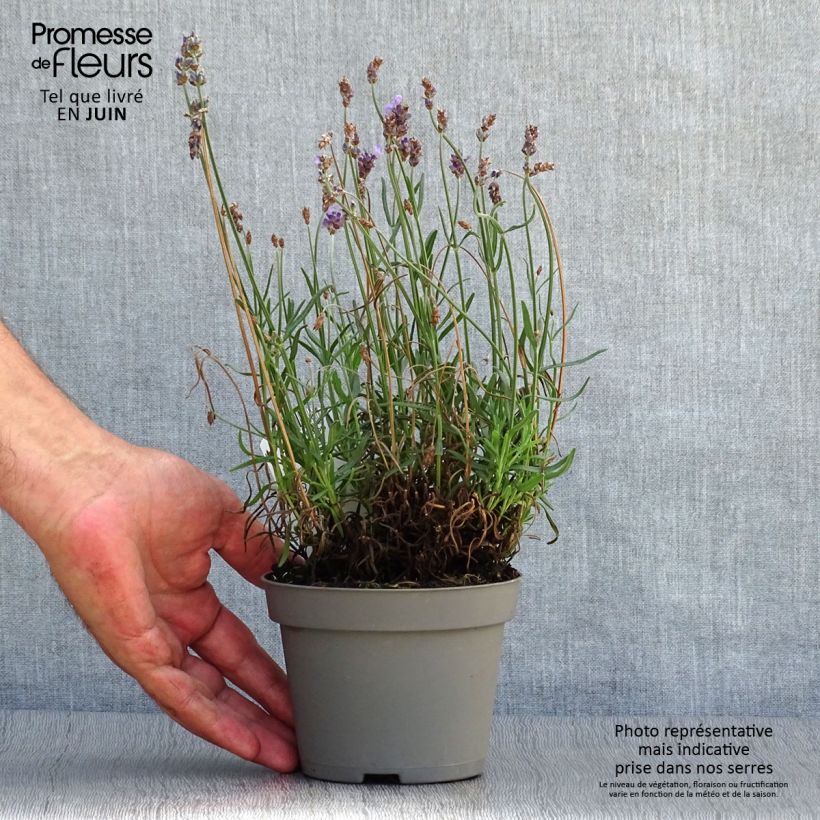 Amostra de Alfazema Hidcote - Lavandula angustifolia Vaso de 12 cm/13 cm tal como entregue no verão