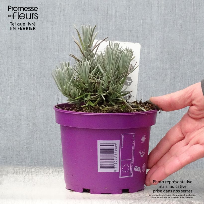 Amostra de Lavande vraie - Lavandula angustifolia Hidcote Vaso de 12 cm/13 cm tal como entregue no inverno
