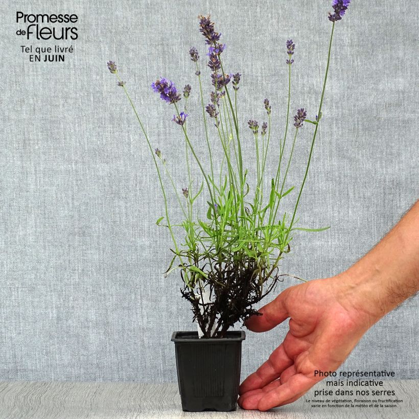 Amostra de Alfazema Hidcote - Lavandula angustifolia Vaso de 7/8 cm tal como entregue no verão