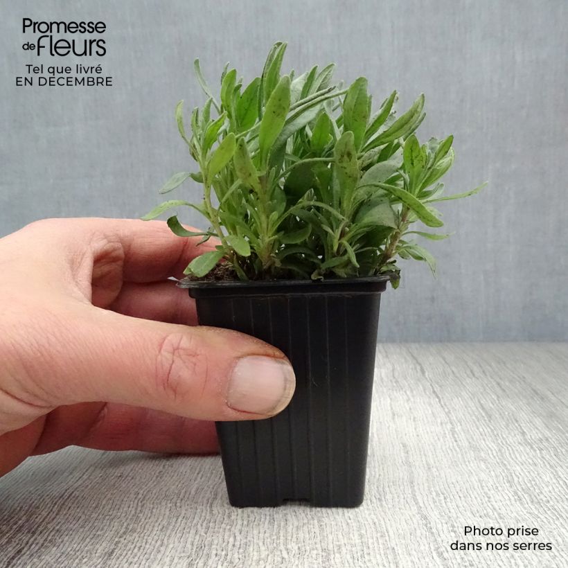 Amostra de Lavande vraie - Lavandula angustifolia Hidcote Vaso de 7/8 cm tal como entregue no inverno