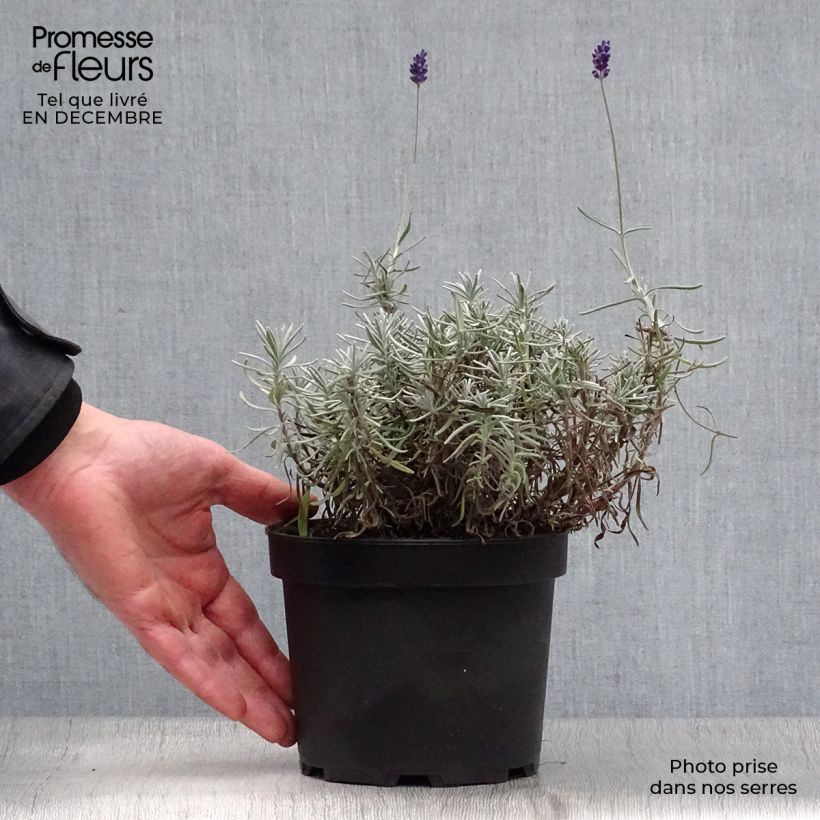 Amostra de Lavande vraie - Lavandula angustifolia Hidcote Vaso de 1,5 L/2 L tal como entregue no inverno
