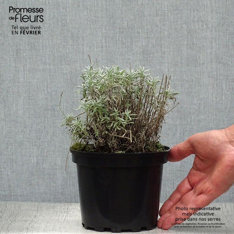 Amostra de Alfazema Hidcote - Lavandula angustifolia Vaso de 1,5 L/2 L tal como entregue no outono