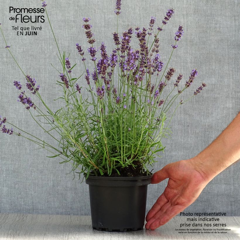 Amostra de Alfazema Hidcote - Lavandula angustifolia Vaso de 1,5 L/2 L tal como entregue no verão