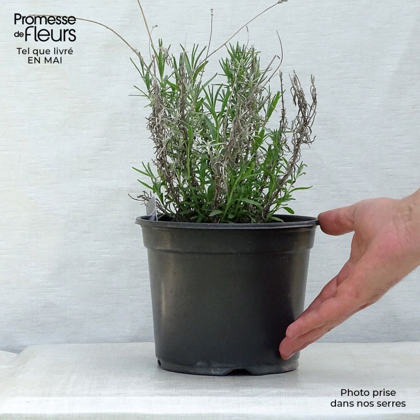 Amostra de Alfazema Hidcote - Lavandula angustifolia Vaso de 3 L/4 L tal como entregue na primavera
