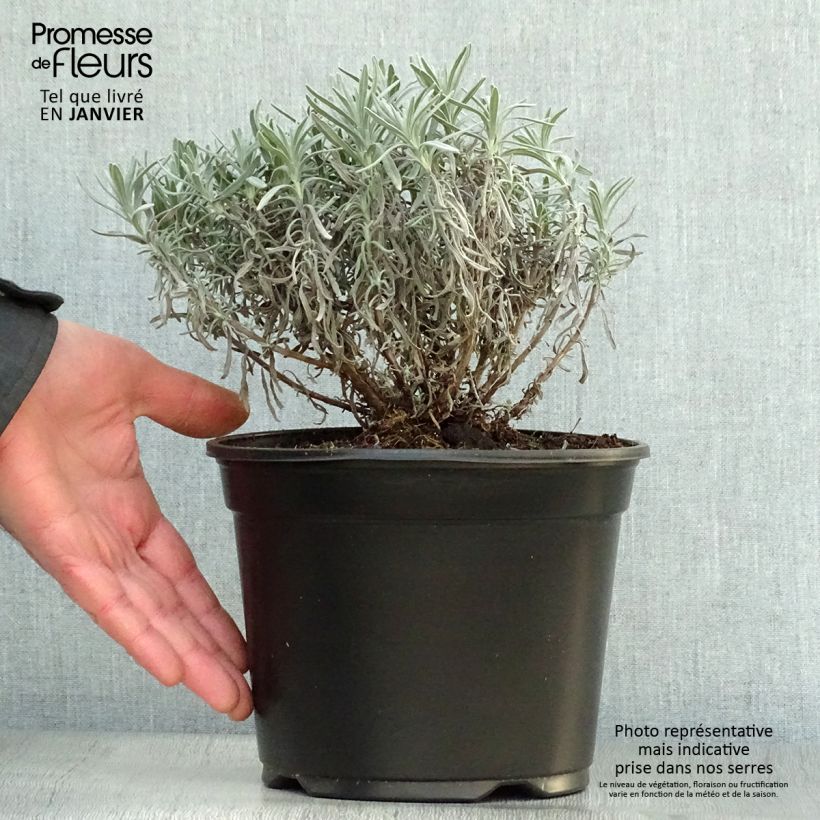 Amostra de Lavande vraie - Lavandula angustifolia Hidcote Vaso de 3 L/4 L tal como entregue no inverno