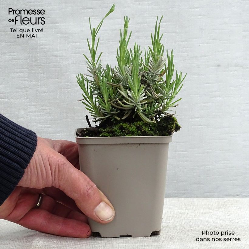 Amostra de Alfazema Hidcote - Lavandula angustifolia Vaso de 7/8 cm tal como entregue na primavera