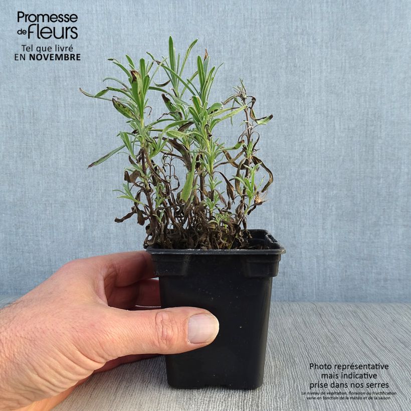Amostra de Alfazema Rosea - Lavandula angustifolia Vaso de 7/8 cm tal como entregue no outono