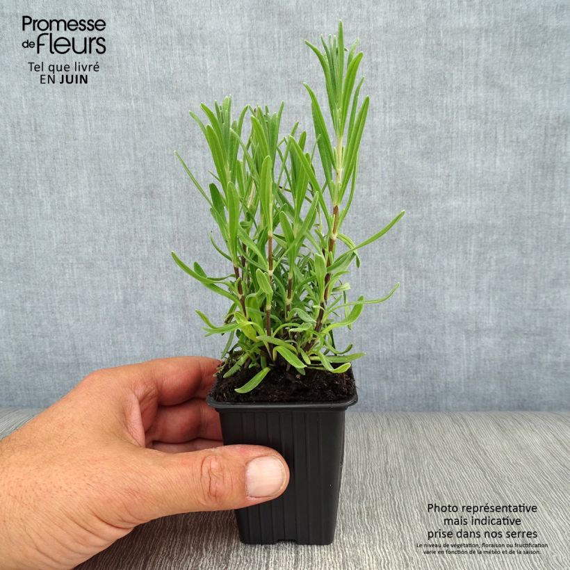 Amostra de Alfazema Rosea - Lavandula angustifolia Vaso de 7/8 cm tal como entregue no verão