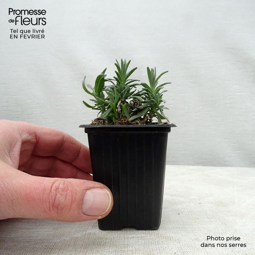 Amostra de Lavande vraie - Lavandula angustifolia Rosea Vaso de 7/8 cm tal como entregue no inverno