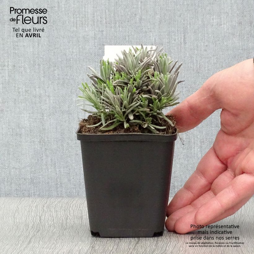 Amostra de Alfazema Rosea - Lavandula angustifolia Vaso de 7/8 cm tal como entregue na primavera