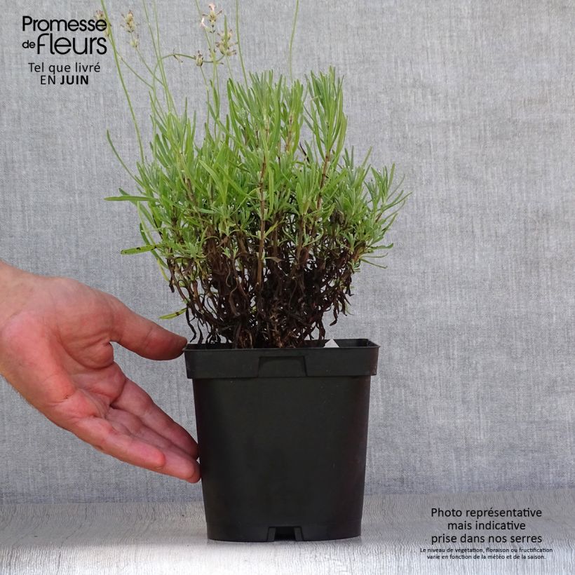 Amostra de Alfazema Rosea - Lavandula angustifolia Vaso de 2 L/3 L tal como entregue no verão
