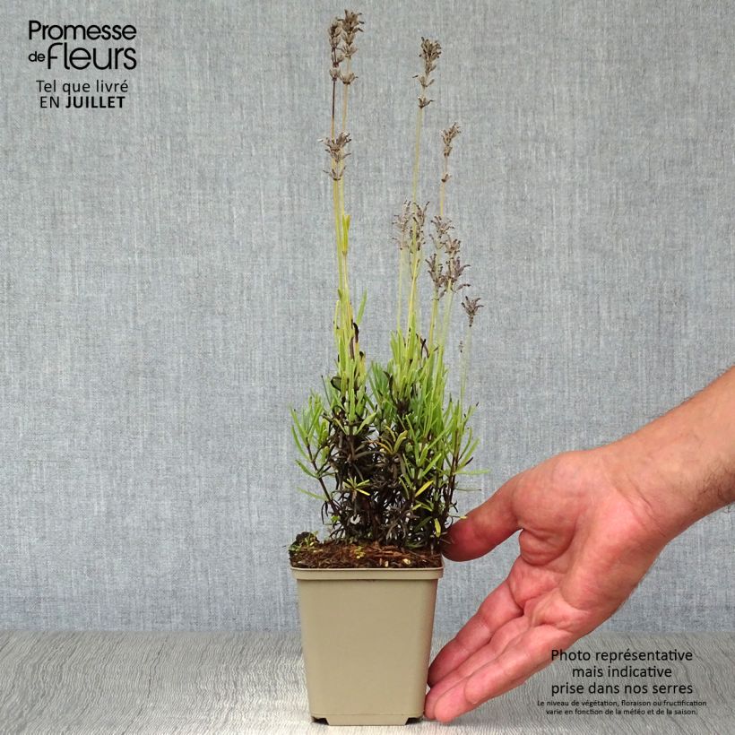 Amostra de Alfazema Middachten - Lavandula angustifolia Vaso de 8/9 cm tal como entregue no verão