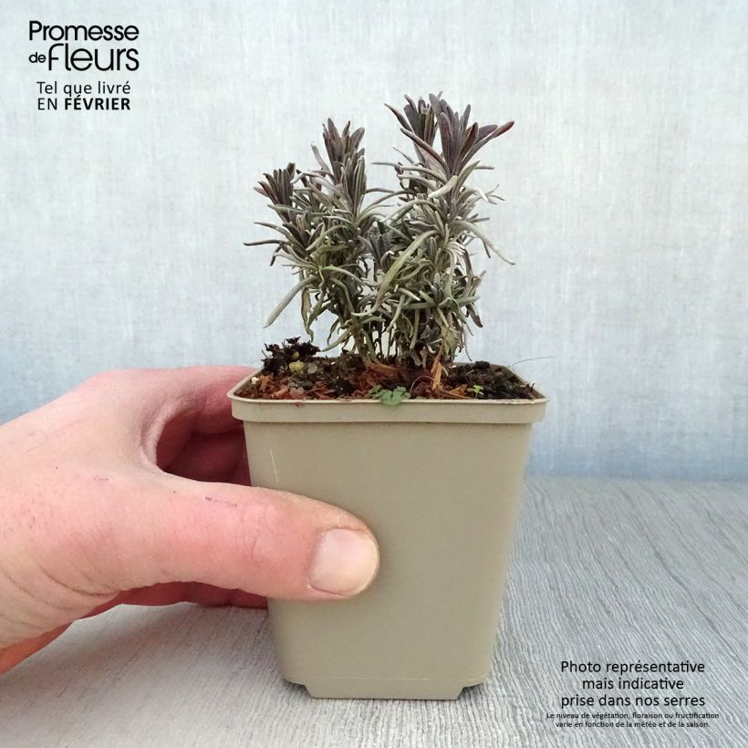 Amostra de Lavande vraie Middachten - Lavandula angustifolia Middachten Vaso de 8/9 cm tal como entregue no inverno