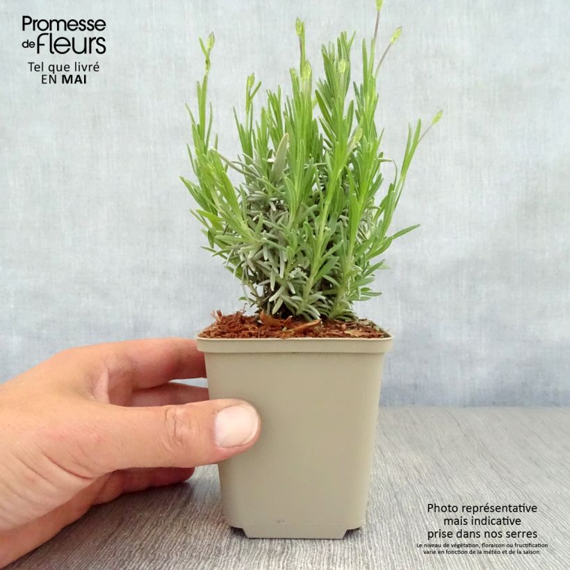 Amostra de Alfazema Middachten - Lavandula angustifolia Vaso de 8/9 cm tal como entregue na primavera