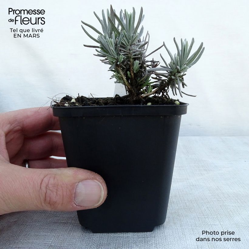 Amostra de Alfazema Siesta - Lavandula angustifolia Vaso de 8/9 cm tal como entregue na primavera
