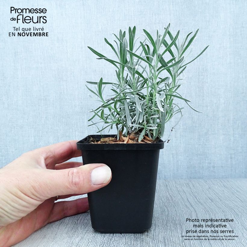 Amostra de Alfazema Dutch Group - Lavandula intermedia Vaso de 8/9 cm tal como entregue no outono