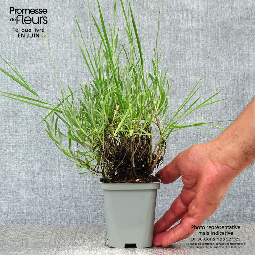 Amostra de Alfazema Dutch Group - Lavandula intermedia Vaso de 8/9 cm tal como entregue no verão