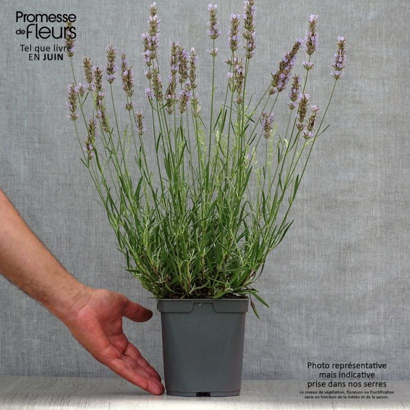 Amostra de Alfazema Dutch Group - Lavandula intermedia Vaso de 2 L/3 L tal como entregue no verão
