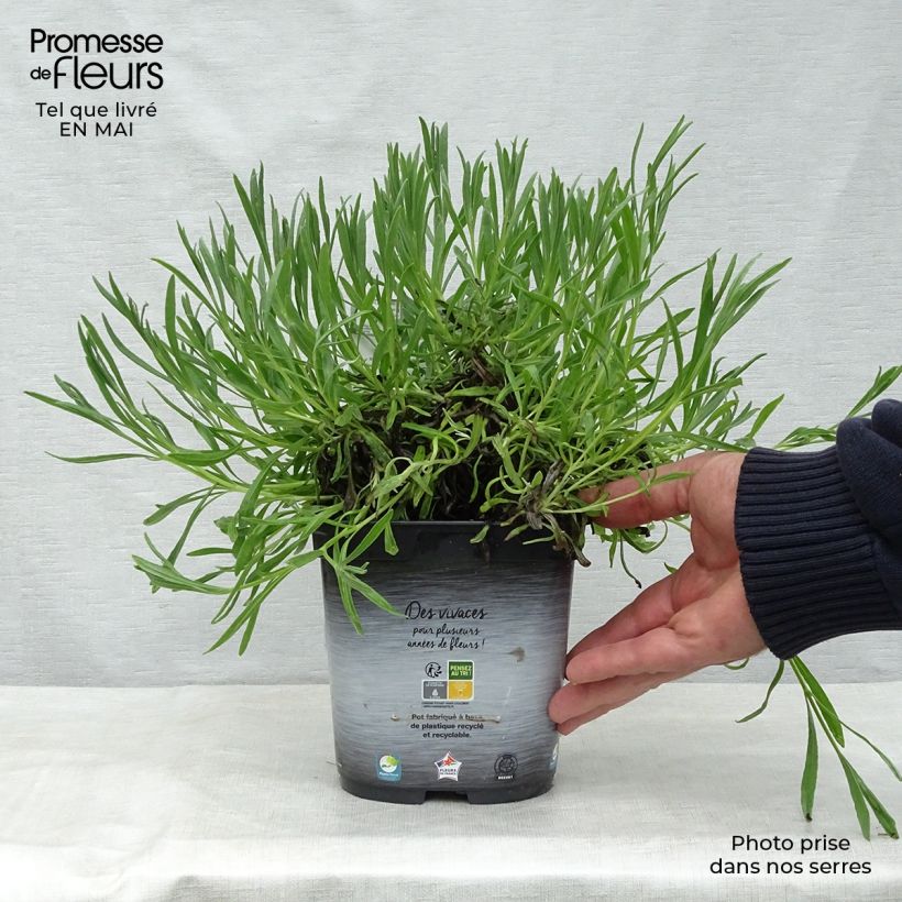 Amostra de Alfazema Dutch Group - Lavandula intermedia Vaso de 2 L/3 L tal como entregue na primavera