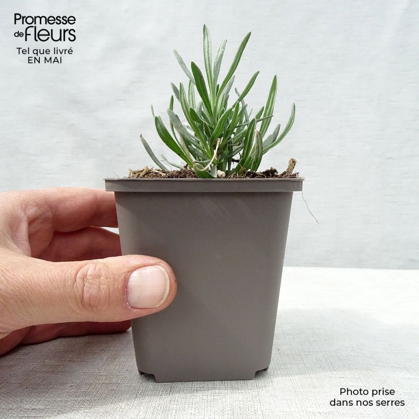 Amostra de Alfazema Dutch Group - Lavandula intermedia Vaso de 8/9 cm tal como entregue na primavera