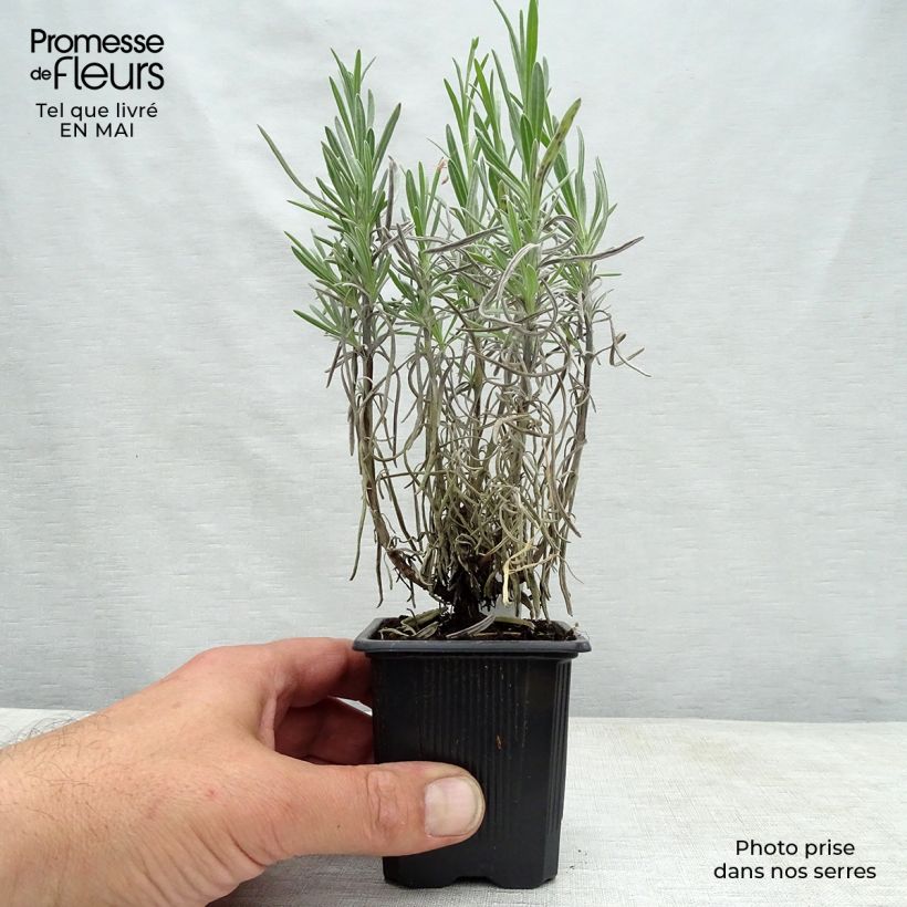 Amostra de Alfazema Grappenhall - Lavandula intermedia Vaso de 8/9 cm tal como entregue na primavera