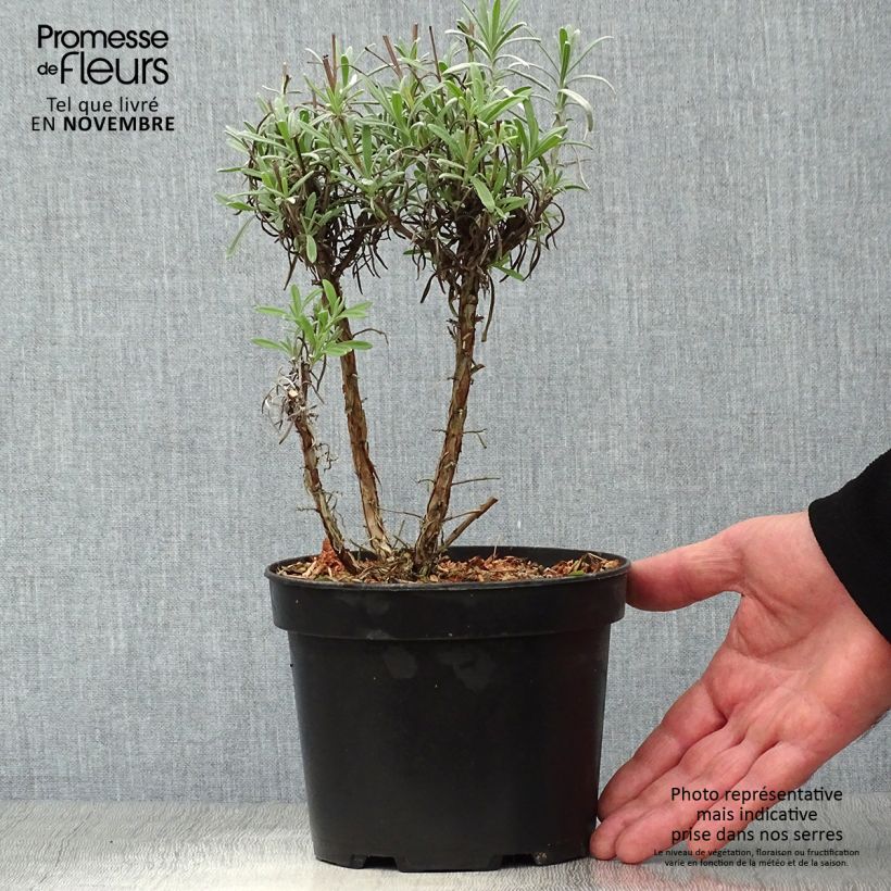 Amostra de Alfazema Grappenhall - Lavandula intermedia Vaso de 2 L/3 L tal como entregue no outono