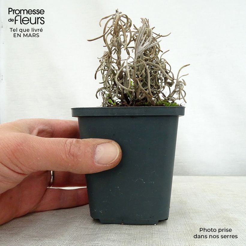 Amostra de Lavande intermedia Walburton's Silver Edge - Lavandin Vaso de 8/9 cm tal como entregue na primavera