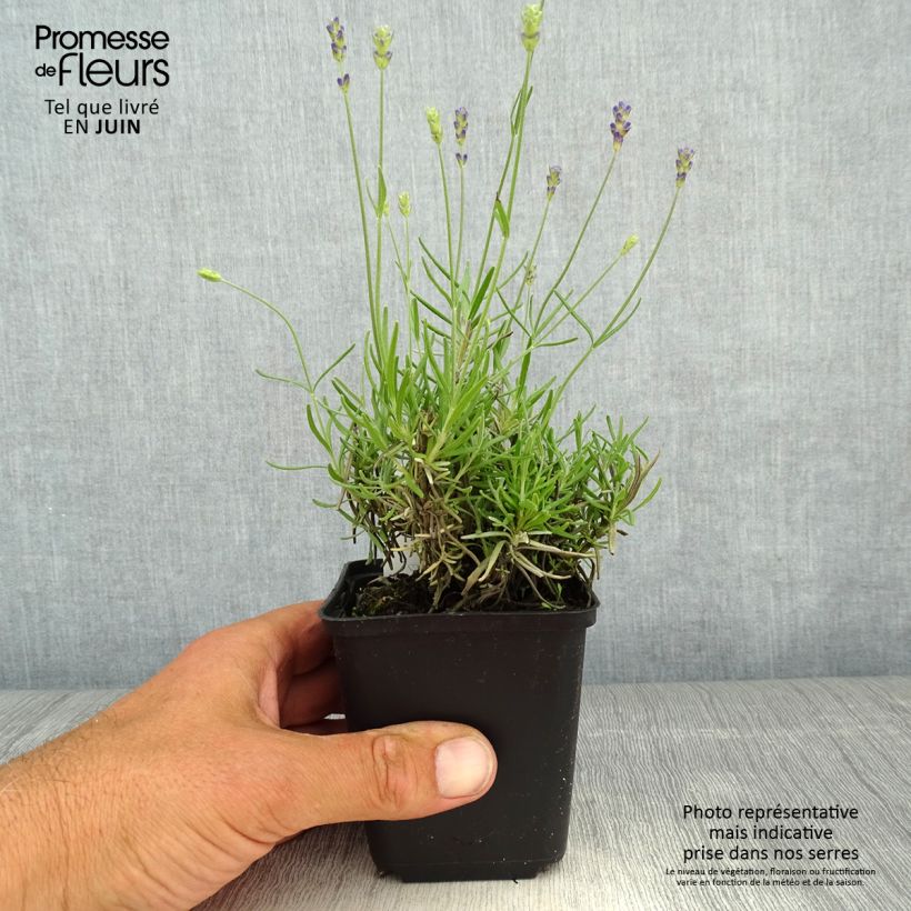Amostra de Lavandula angustifolia Blue Jeans - Lavande vraie Vaso de 8/9 cm tal como entregue na primavera