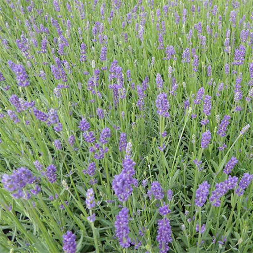 Alfazema Essence Purple - Lavandula angustifolia (Floração)