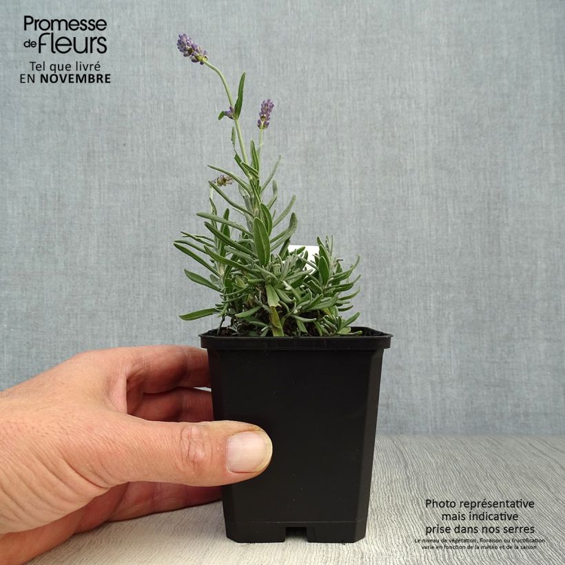 Amostra de Alfazema Essence Purple - Lavandula angustifolia Vaso de 8/9 cm tal como entregue no outono