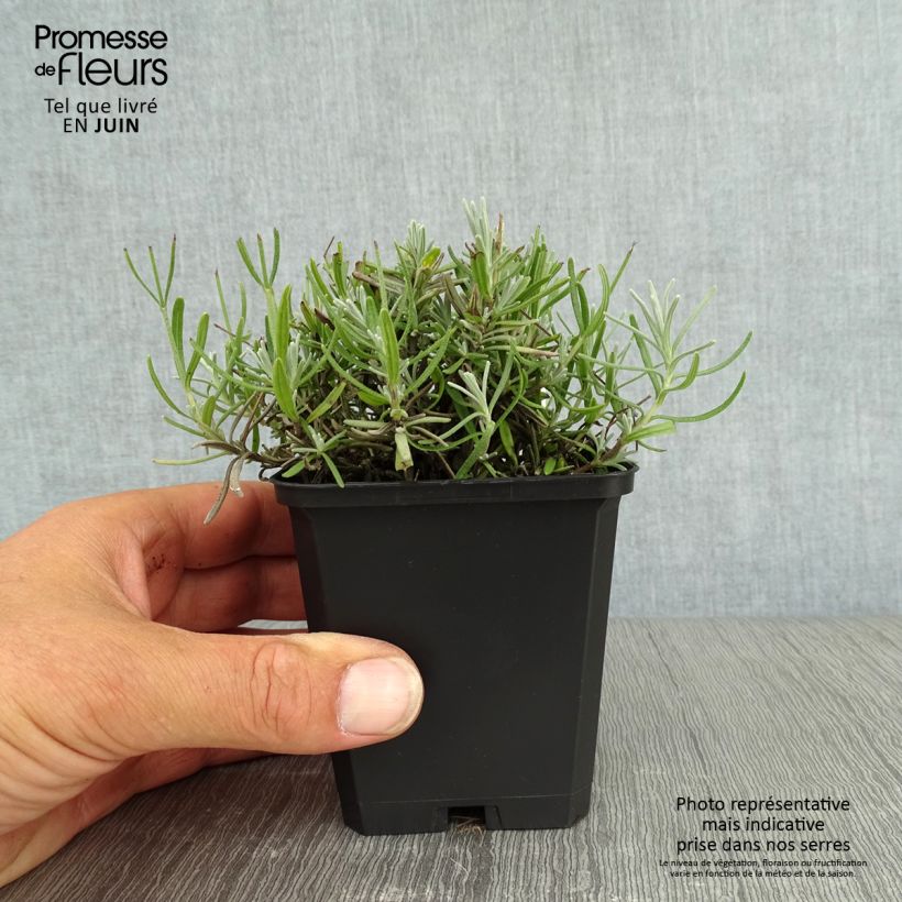 Amostra de Alfazema Essence Purple - Lavandula angustifolia Vaso de 8/9 cm tal como entregue no verão