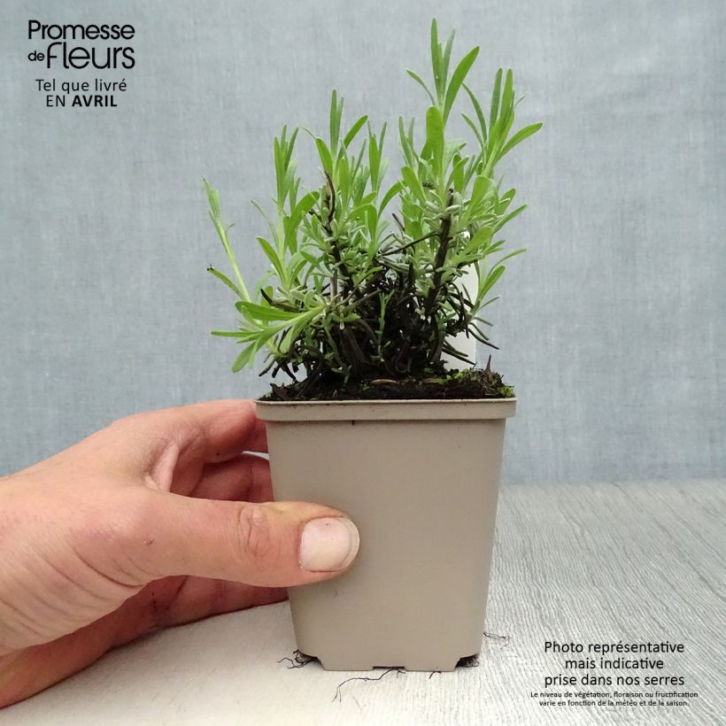 Amostra de Alfazema Essence Purple - Lavandula angustifolia Vaso de 8/9 cm tal como entregue na primavera