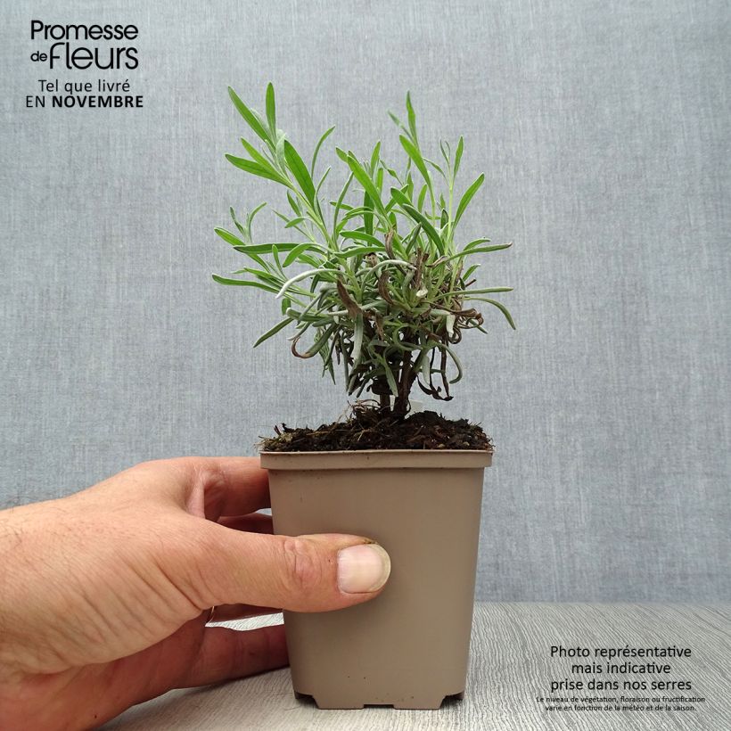 Amostra de Alfazema Hidcote White - Lavandula angustifolia Vaso de 8/9 cm tal como entregue no outono