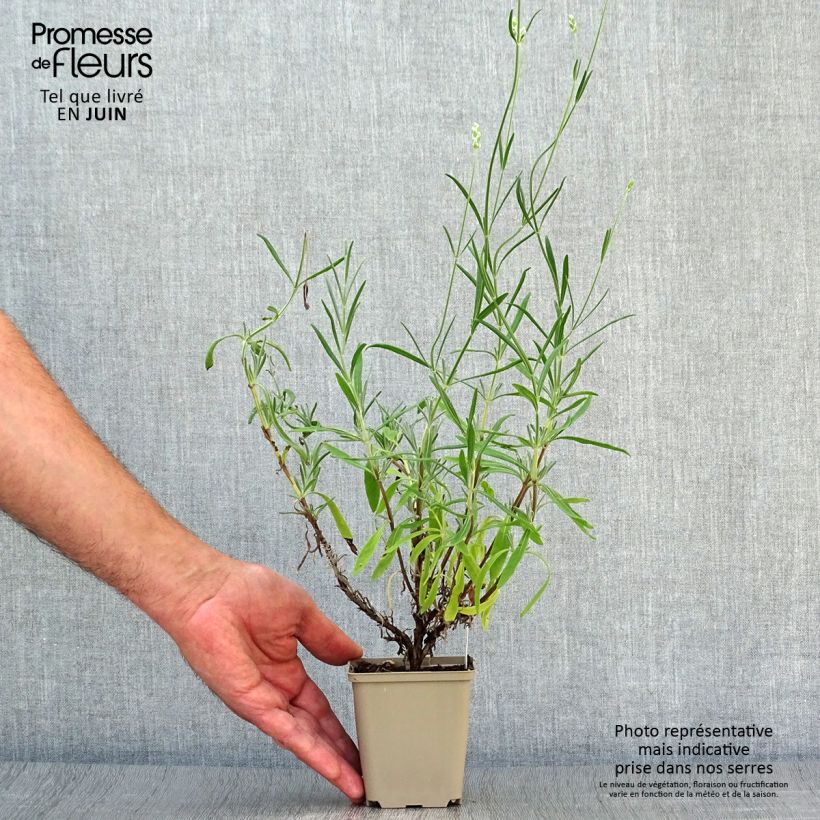 Amostra de Alfazema Hidcote White - Lavandula angustifolia Vaso de 8/9 cm tal como entregue no verão