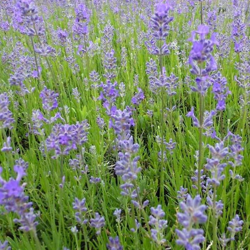 Alfazema Middachten - Lavandula angustifolia (Floração)