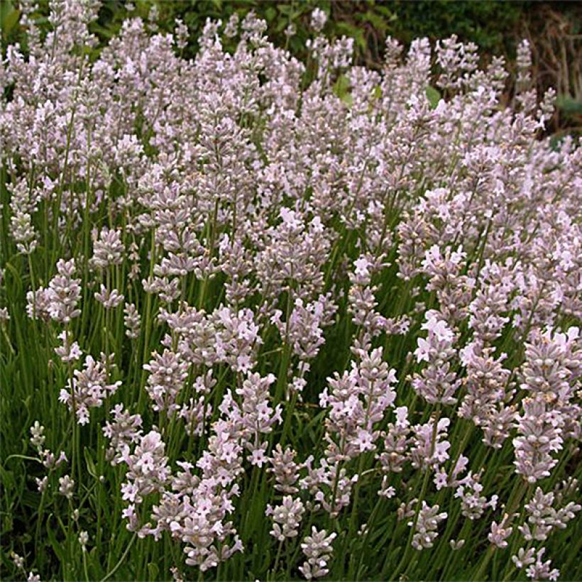 Alfazema Rosea - Lavandula angustifolia (Hábito)