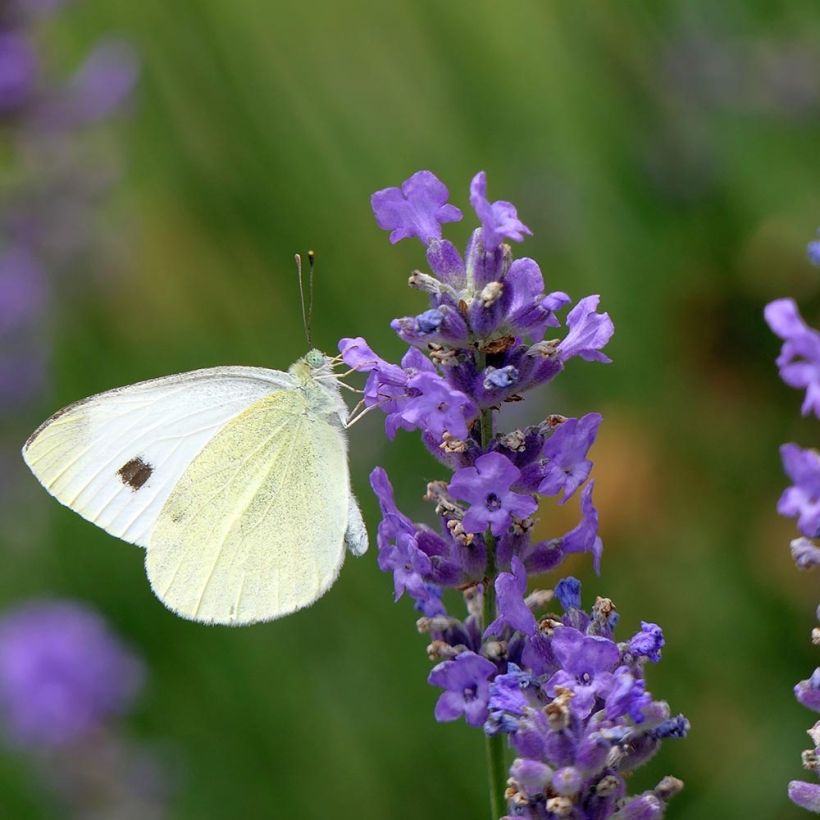 Alfazema Siesta - Lavandula angustifolia (Floração)