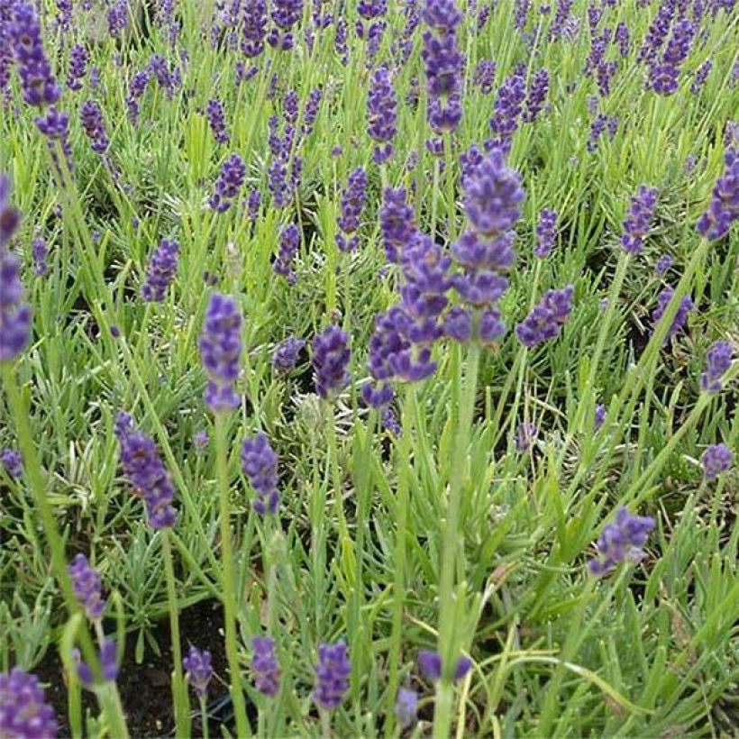 Alfazema Twickel Purple - Lavandula angustifolia (Floração)