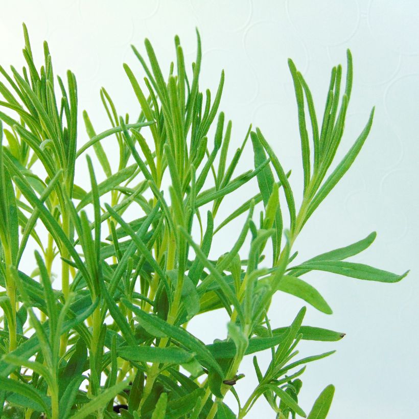 Alfazema Twickel Purple - Lavandula angustifolia (Folhagem)