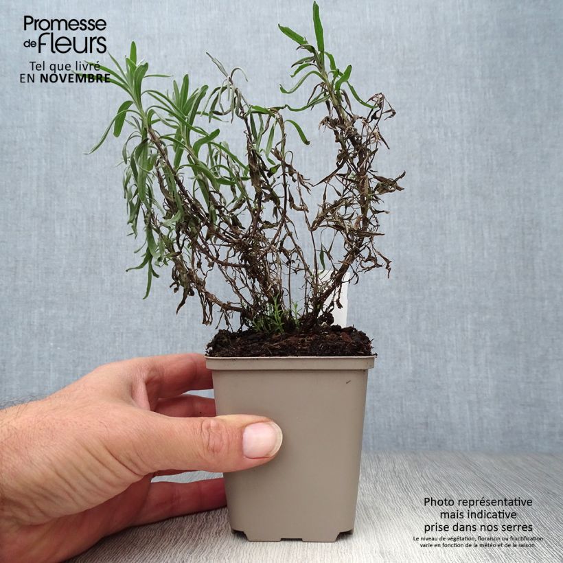 Amostra de Alfazema Twickel Purple - Lavandula angustifolia Vaso de 8/9 cm tal como entregue no outono